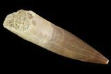 Fossil Plesiosaur (Zarafasaura) Tooth - Morocco #91293-1